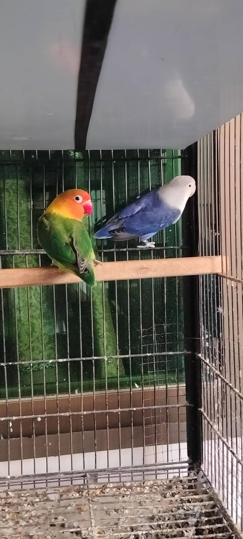 lovebirds setup 3