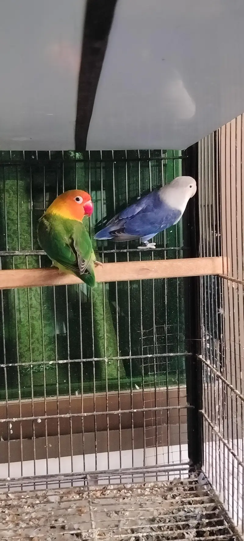 lovebirds setup — photo 4