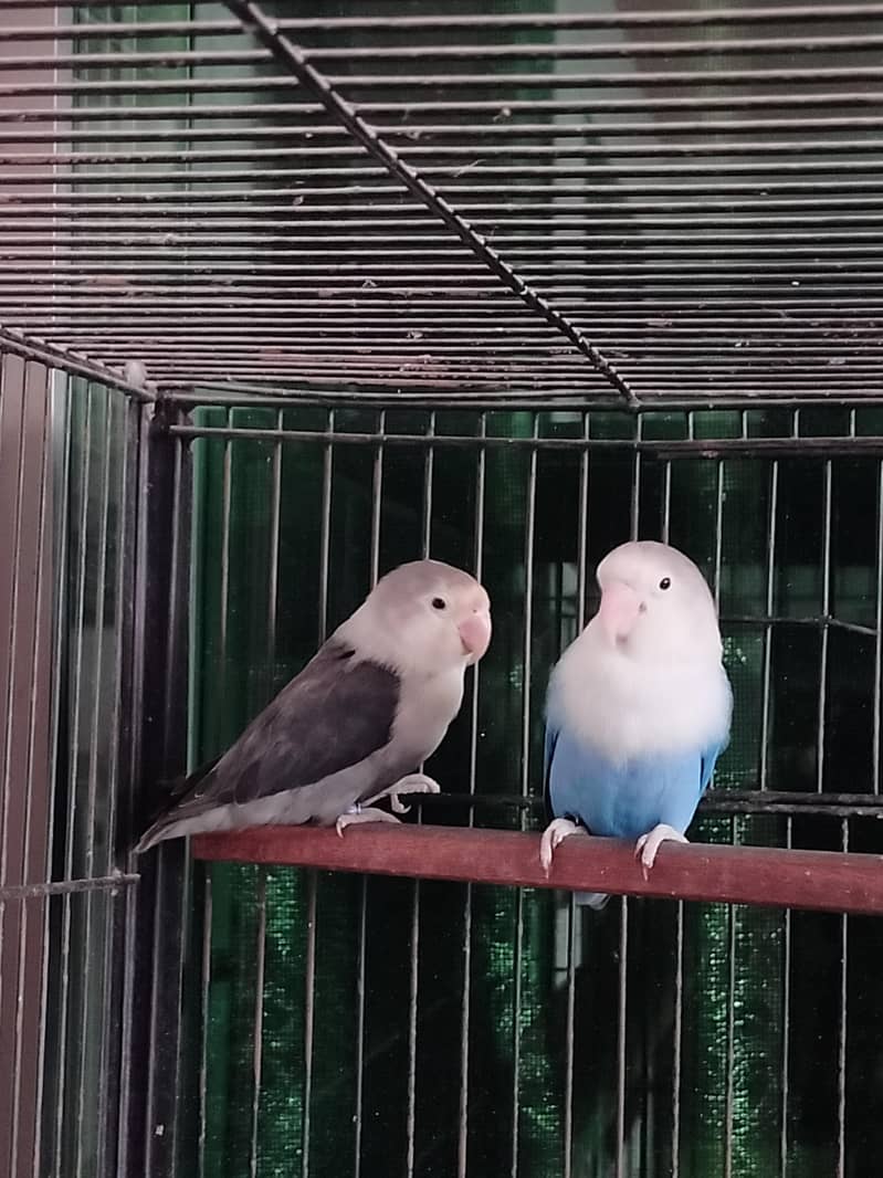 lovebirds setup 4