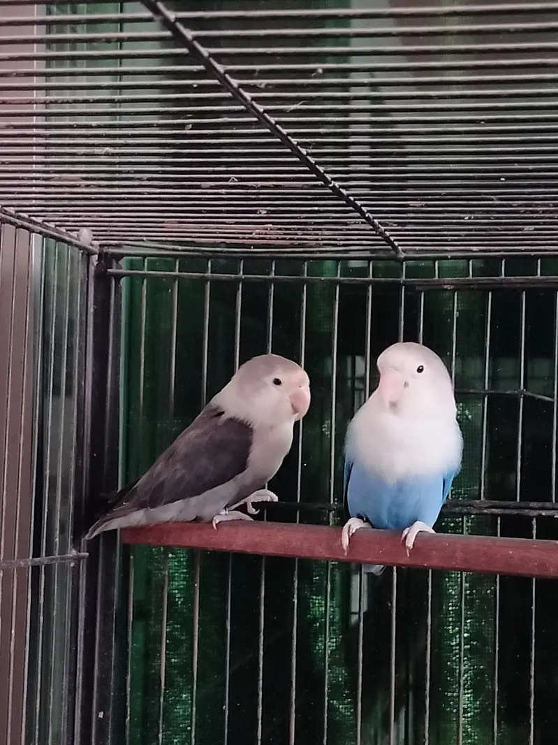 lovebirds setup — photo 5