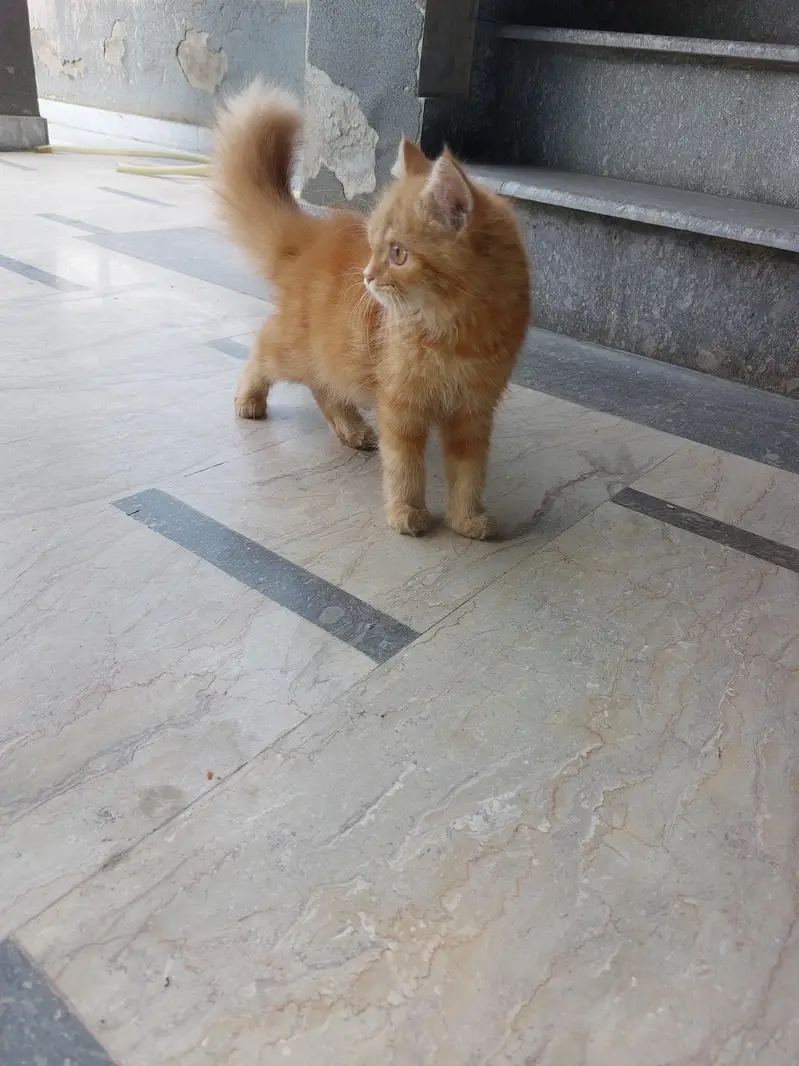 Cat for Sale — photo 2