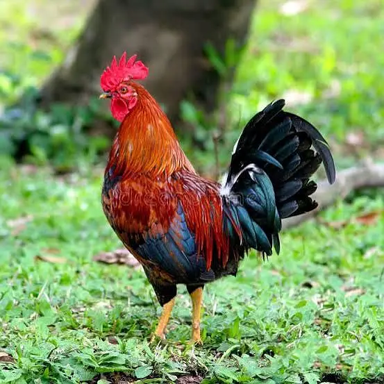 3 Hens and 1 cook for sale — photo 6