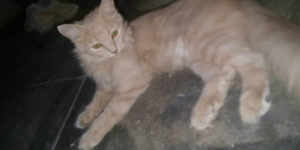  Persian Brown Cat for Sale 