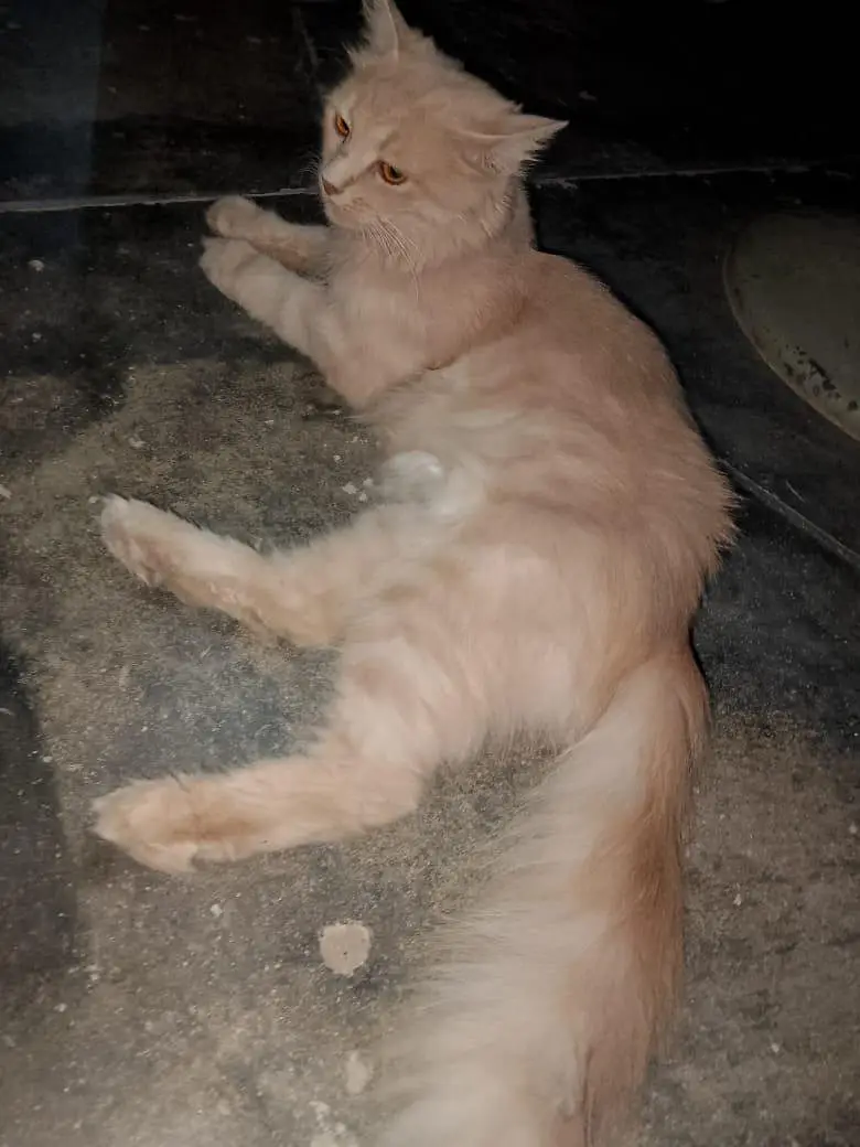  Persian Brown Cat for Sale  — photo 2