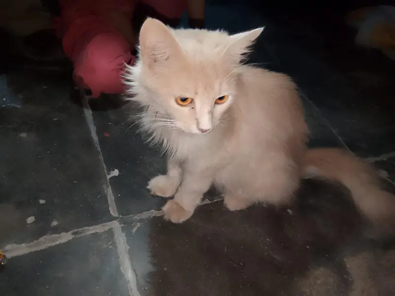  Persian Brown Cat for Sale  — photo 3