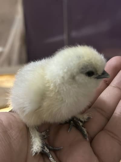 Top Quality white silkie chicks available