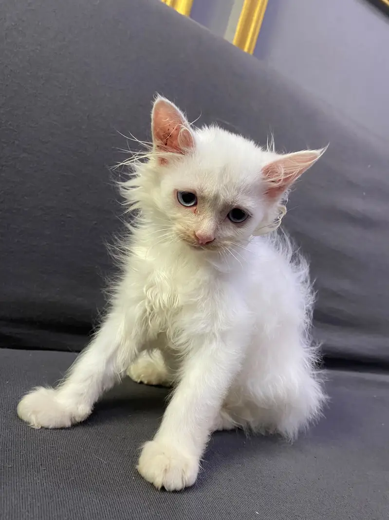 Russian cat child — photo 2