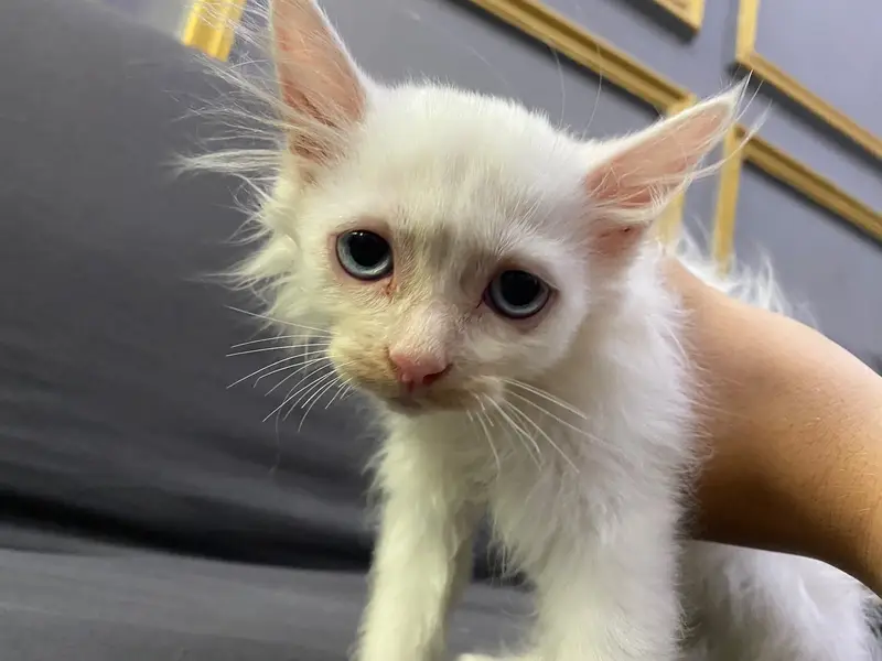 Russian cat child — photo 3