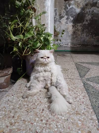 Persian Piki Stud Male For Stud/Meating Service Only