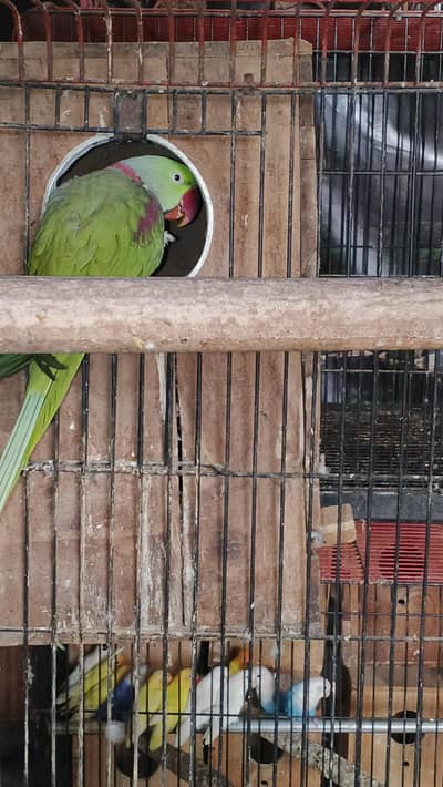 1 raw breeder pair , 2 raw pathay , 1 sunchick conure male available