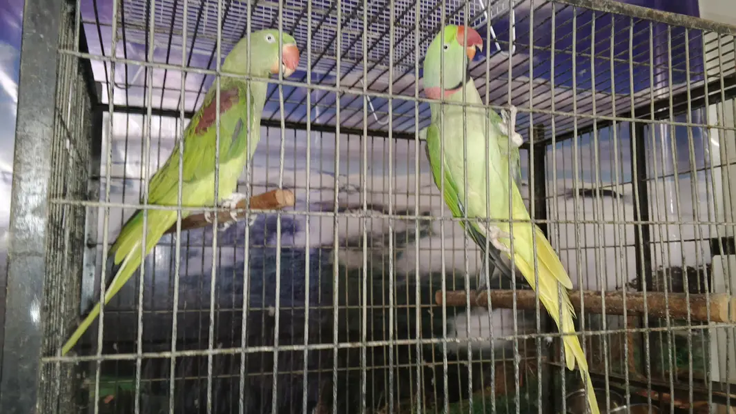 1 raw breeder pair , 2 raw pathay , 1 sunchick conure male available — photo 2