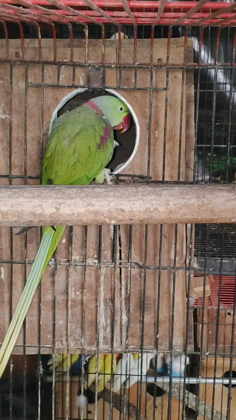 1 raw breeder pair , 2 raw pathay , 1 sunchick conure male available — photo 3
