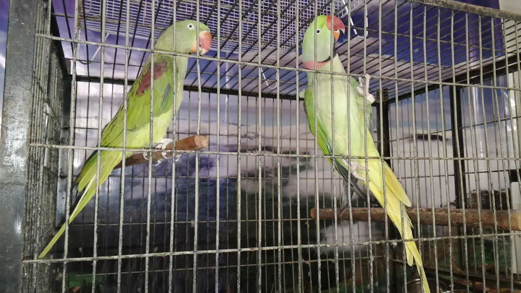 1 raw breeder pair , 2 raw pathay , 1 sunchick conure male available — photo 4