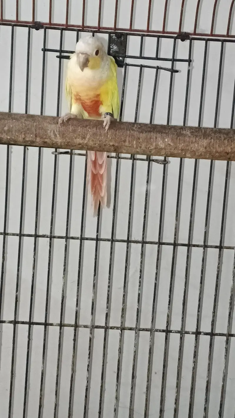1 raw breeder pair , 2 raw pathay , 1 sunchick conure male available — photo 5
