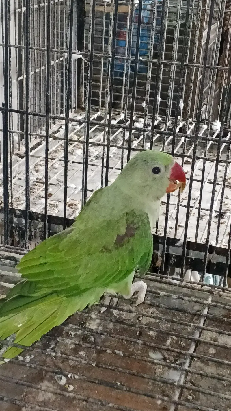 1 raw breeder pair , 2 raw pathay , 1 sunchick conure male available — photo 6