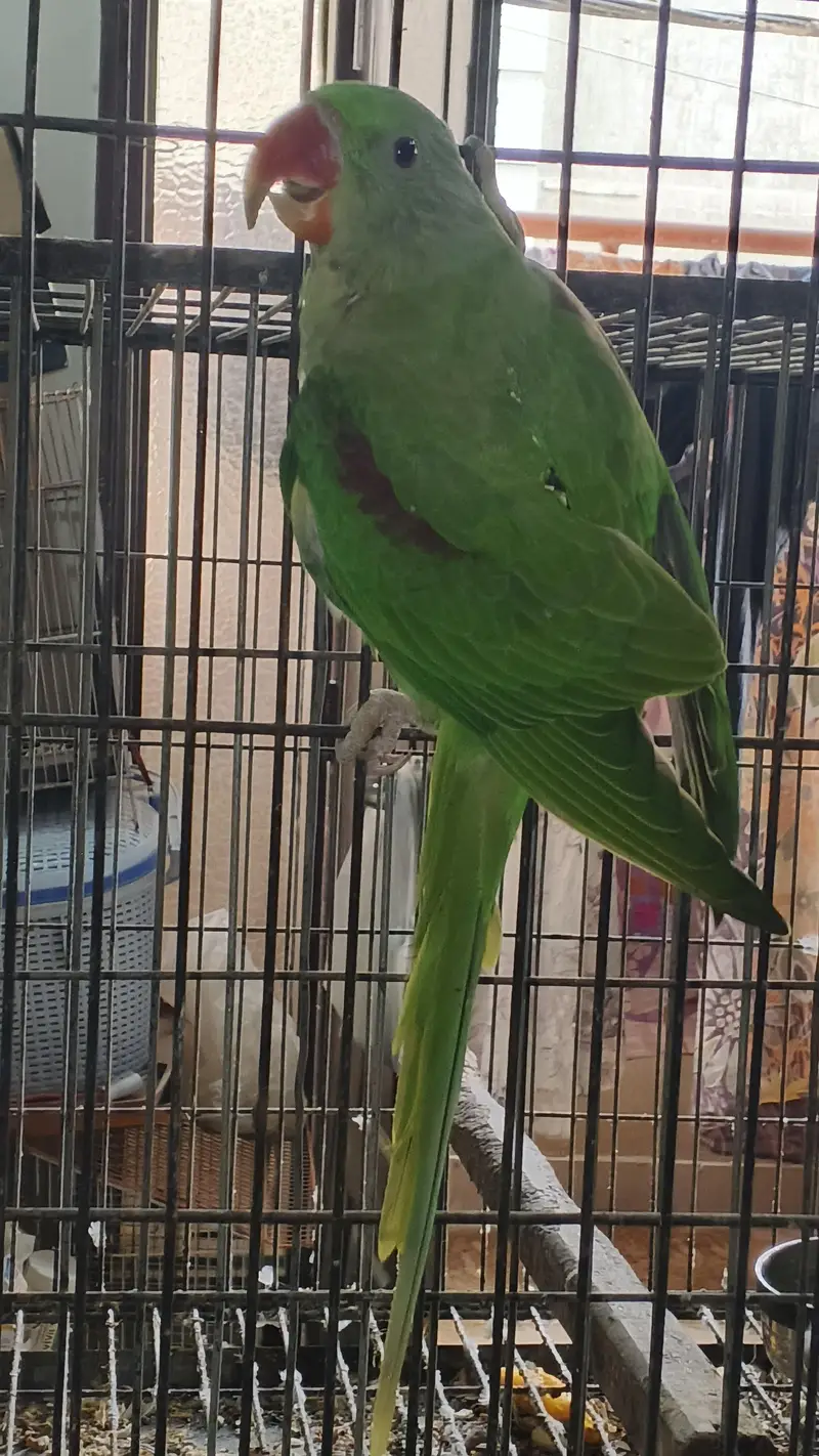 1 raw breeder pair , 2 raw pathay , 1 sunchick conure male available — photo 7
