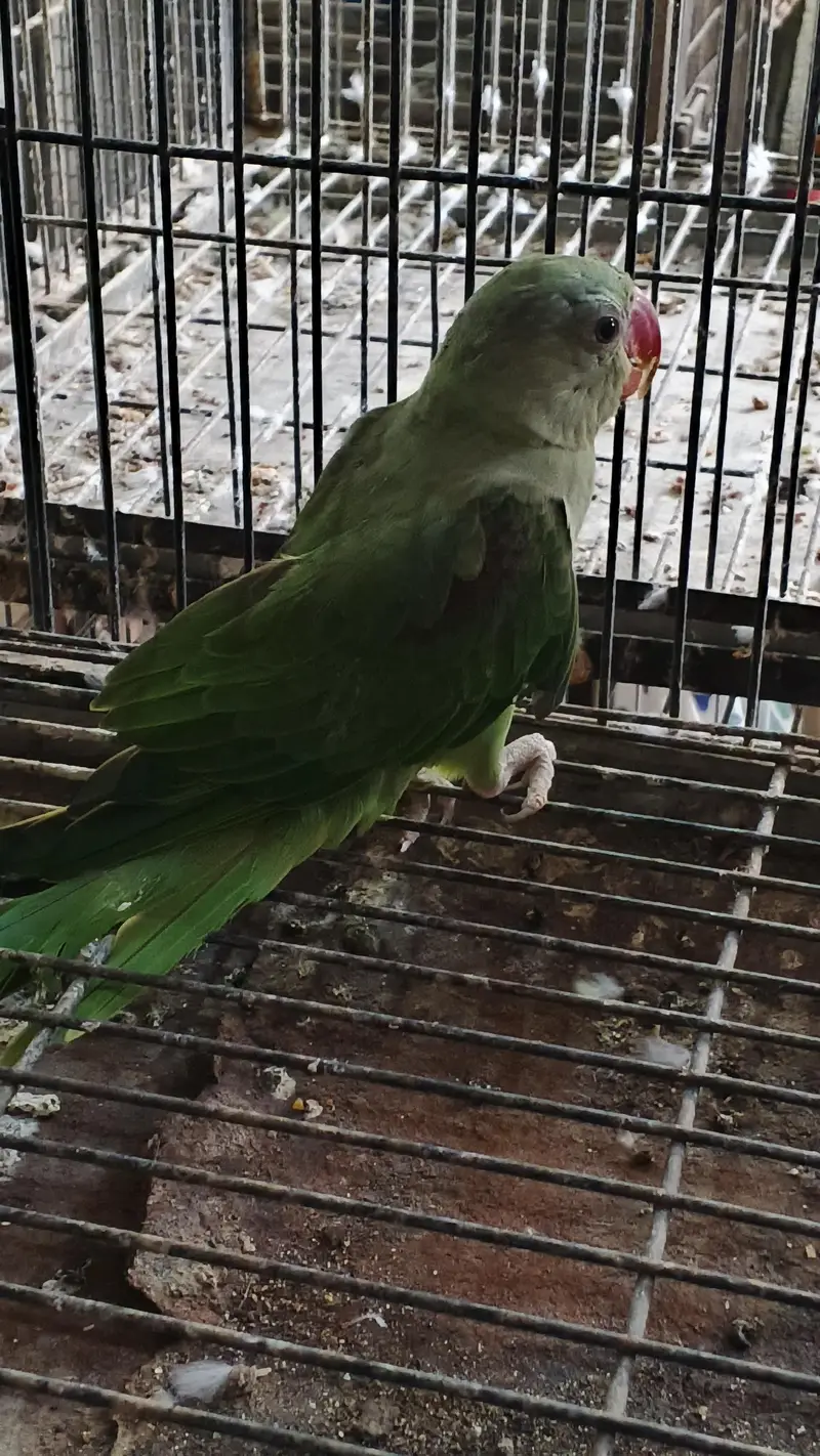 1 raw breeder pair , 2 raw pathay , 1 sunchick conure male available — photo 8