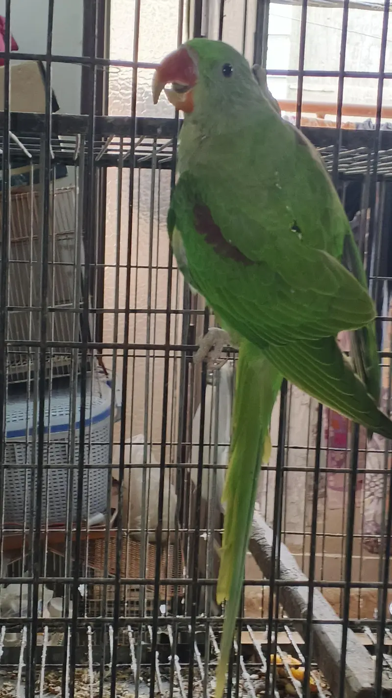1 raw breeder pair , 2 raw pathay , 1 sunchick conure male available — photo 9