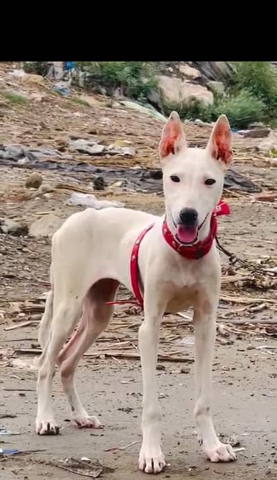 Guwahati gultair female for sale