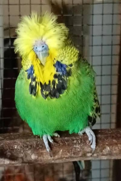 exhibition budgies