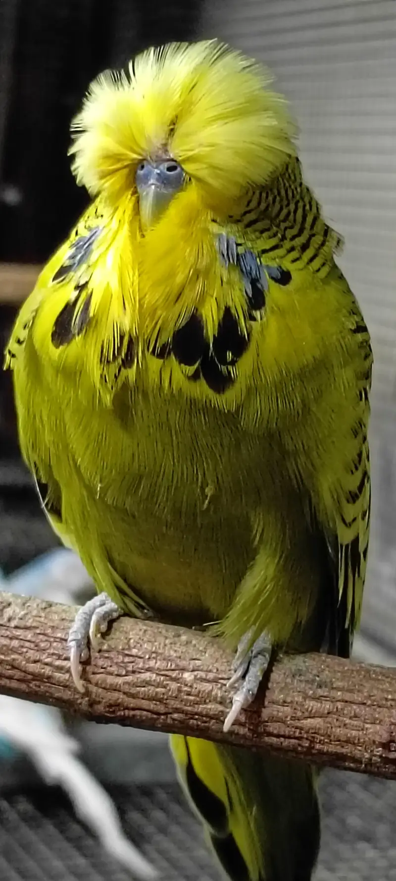 exhibition budgies — photo 2