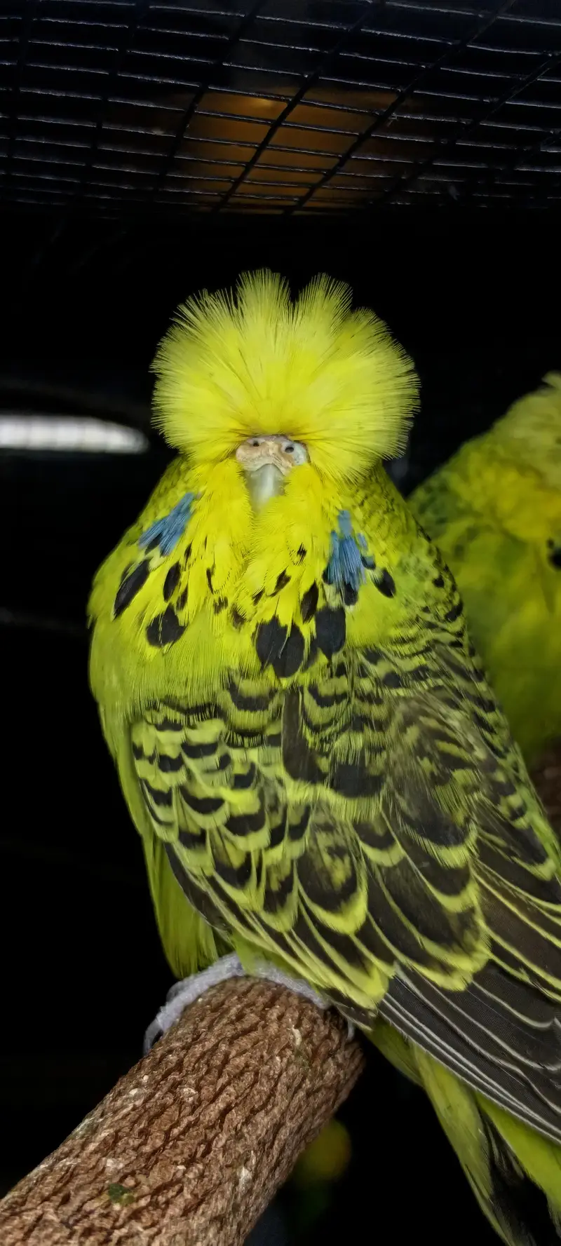 exhibition budgies — photo 3