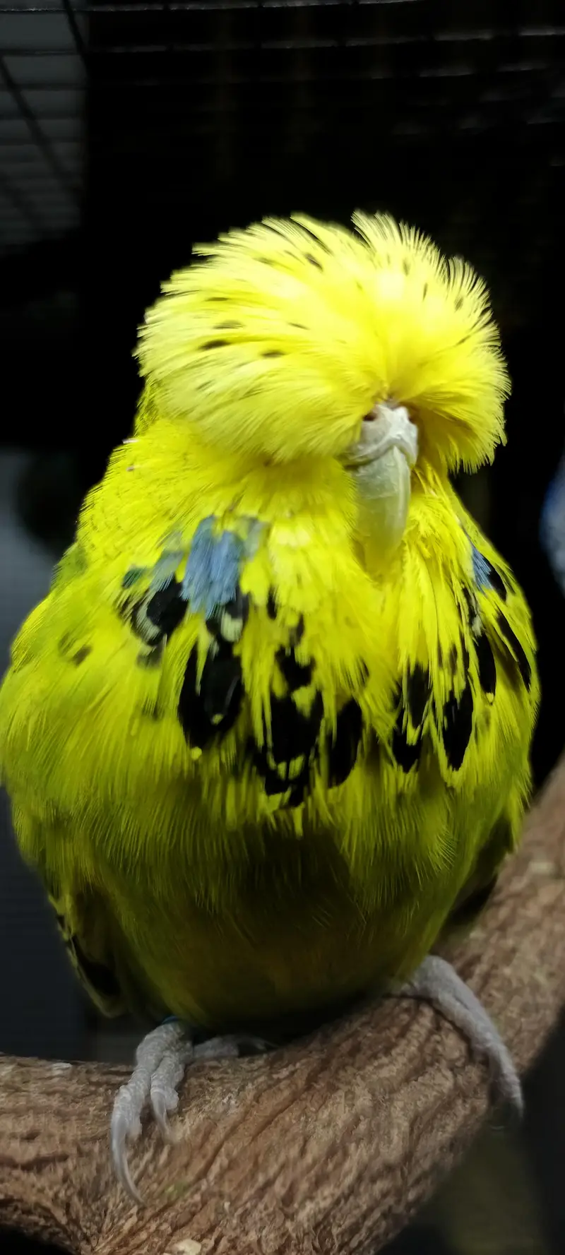 exhibition budgies — photo 4
