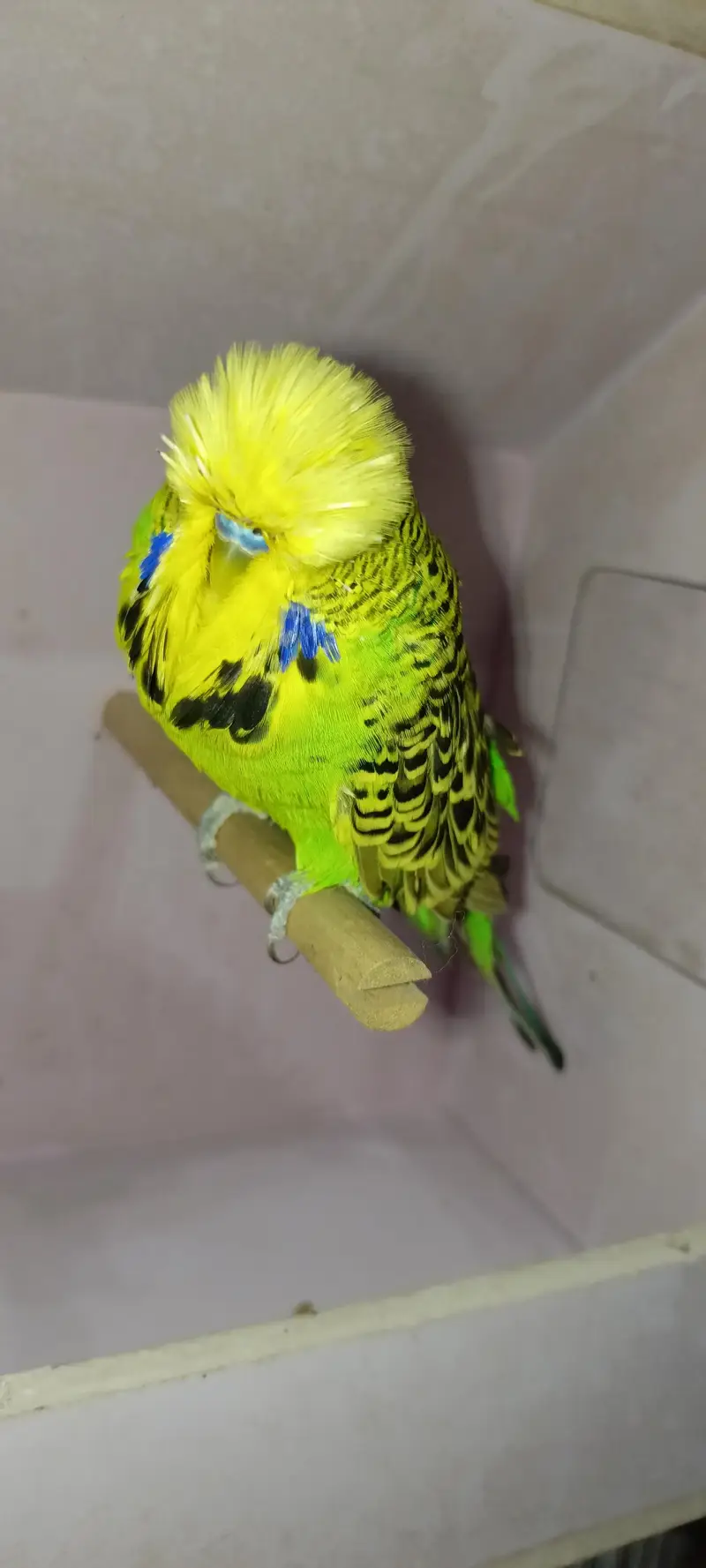 exhibition budgies — photo 5