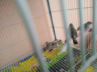 mix common finches for sale
