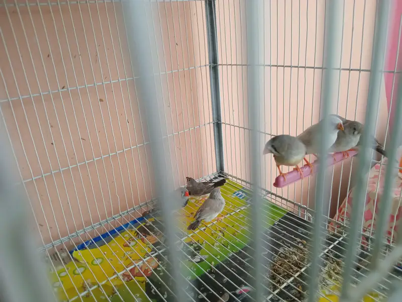 mix common finches for sale — photo 2