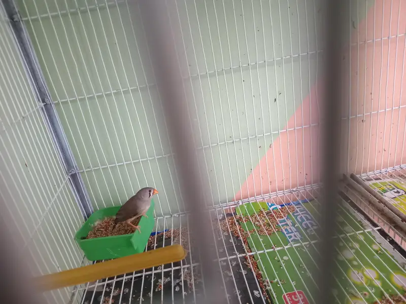 mix common finches for sale — photo 3