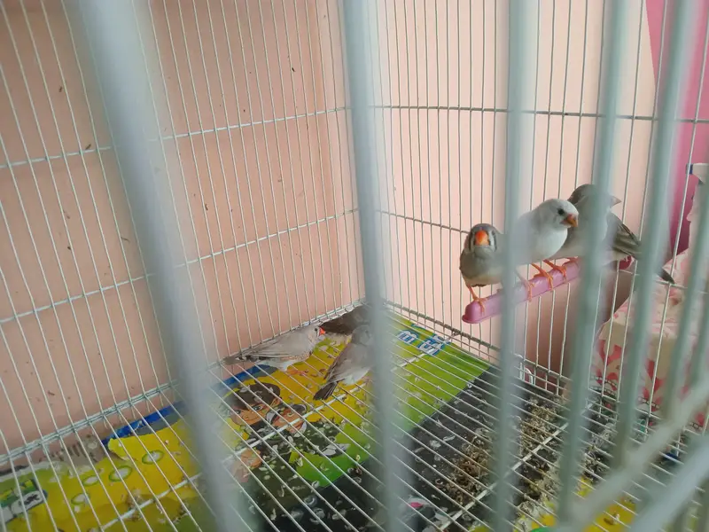 mix common finches for sale — photo 4