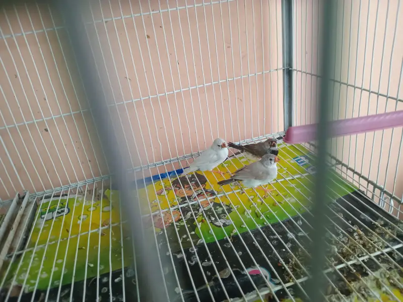 mix common finches for sale — photo 5