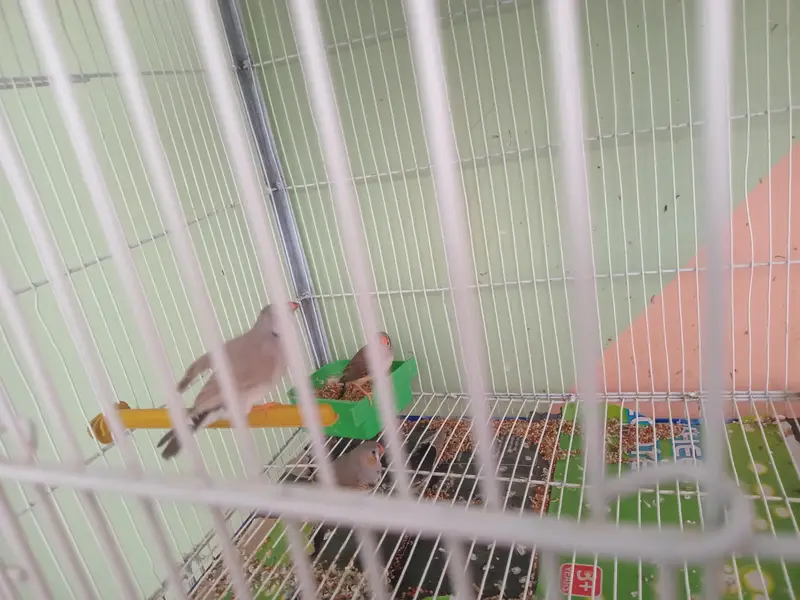 mix common finches for sale — photo 6