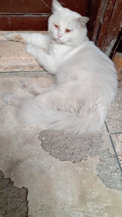 Persian male cat