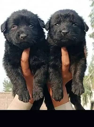 Black Shepherd Puppy Pair | Long Coat | gsd | Dog For sale | Puppies