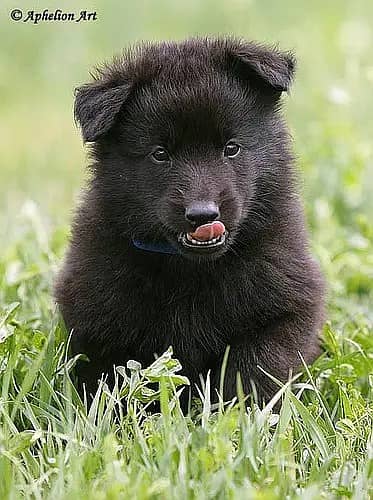 Black Shepherd Puppy | Long Coat | gsd | Dog For sale | Puppies