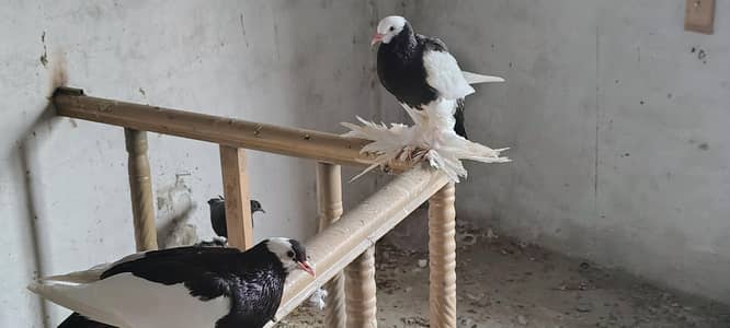 pigeons
