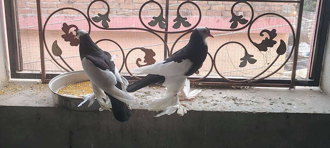 pigeons 1
