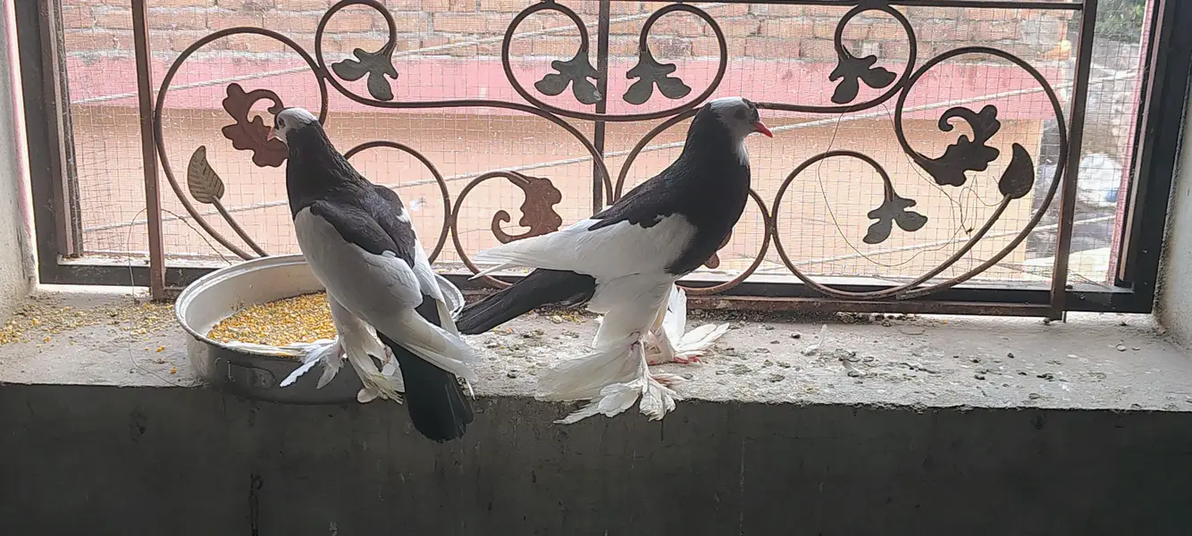 pigeons — photo 2