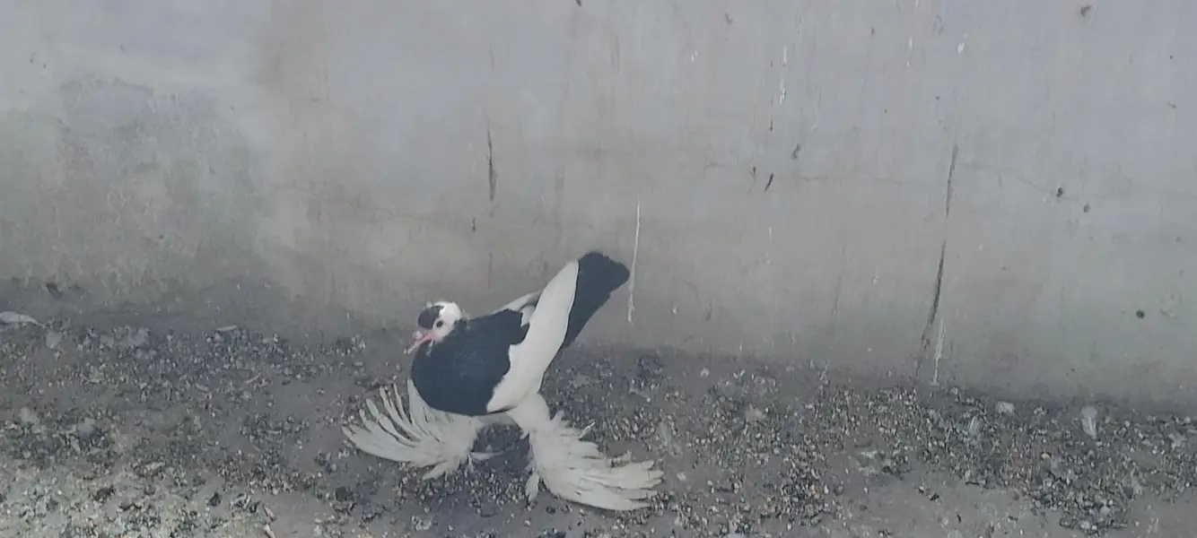 pigeons — photo 3