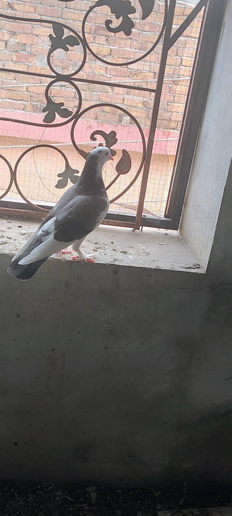 pigeons 3