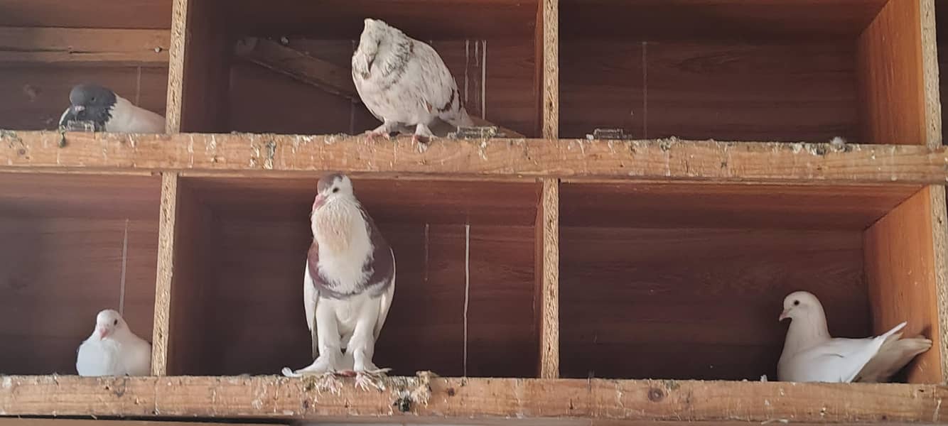 pigeons 4
