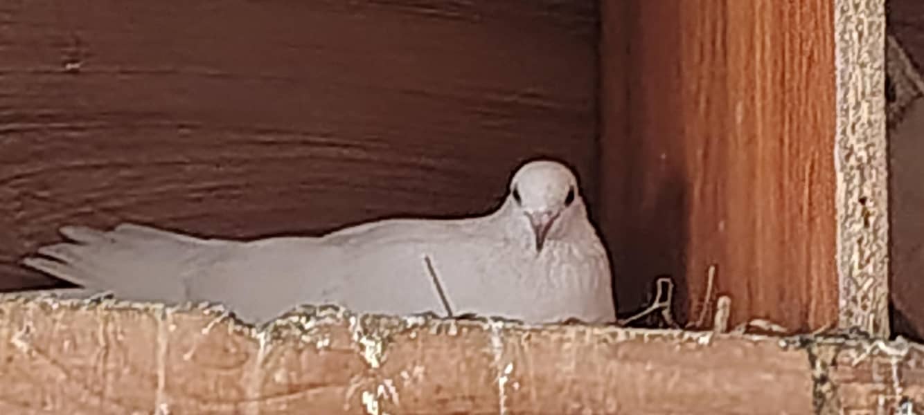 pigeons 5