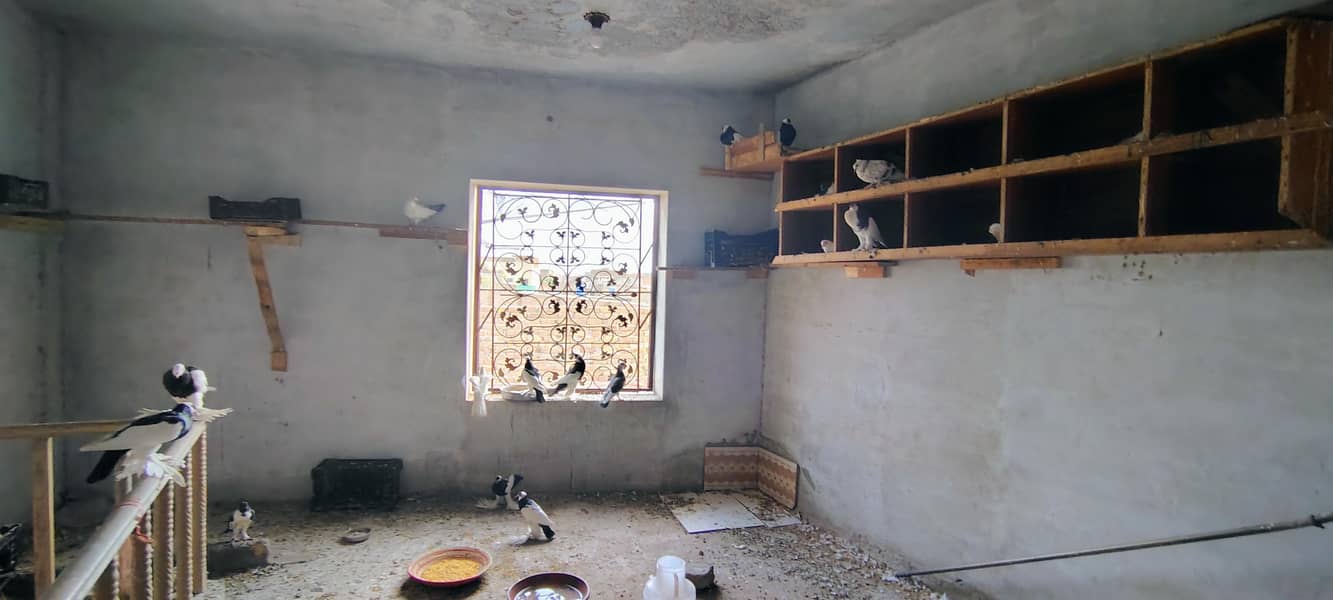 pigeons 6