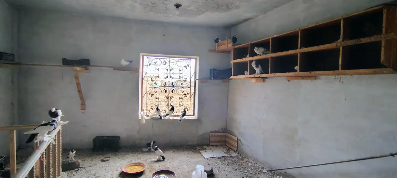 pigeons — photo 7