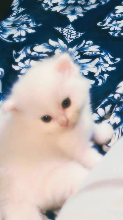 Persian Kittens Available