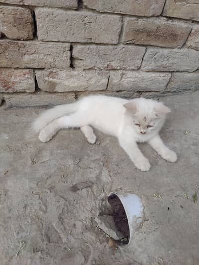 pure white colour Doll-Face Persian or Persian-Turkish Angora cross