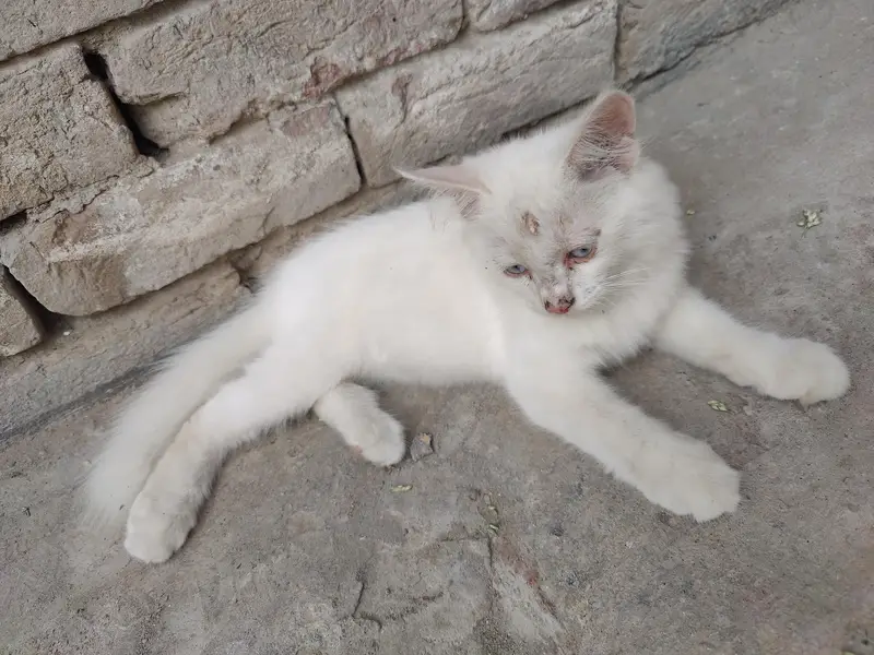 pure white colour Doll-Face Persian or Persian-Turkish Angora cross — photo 2