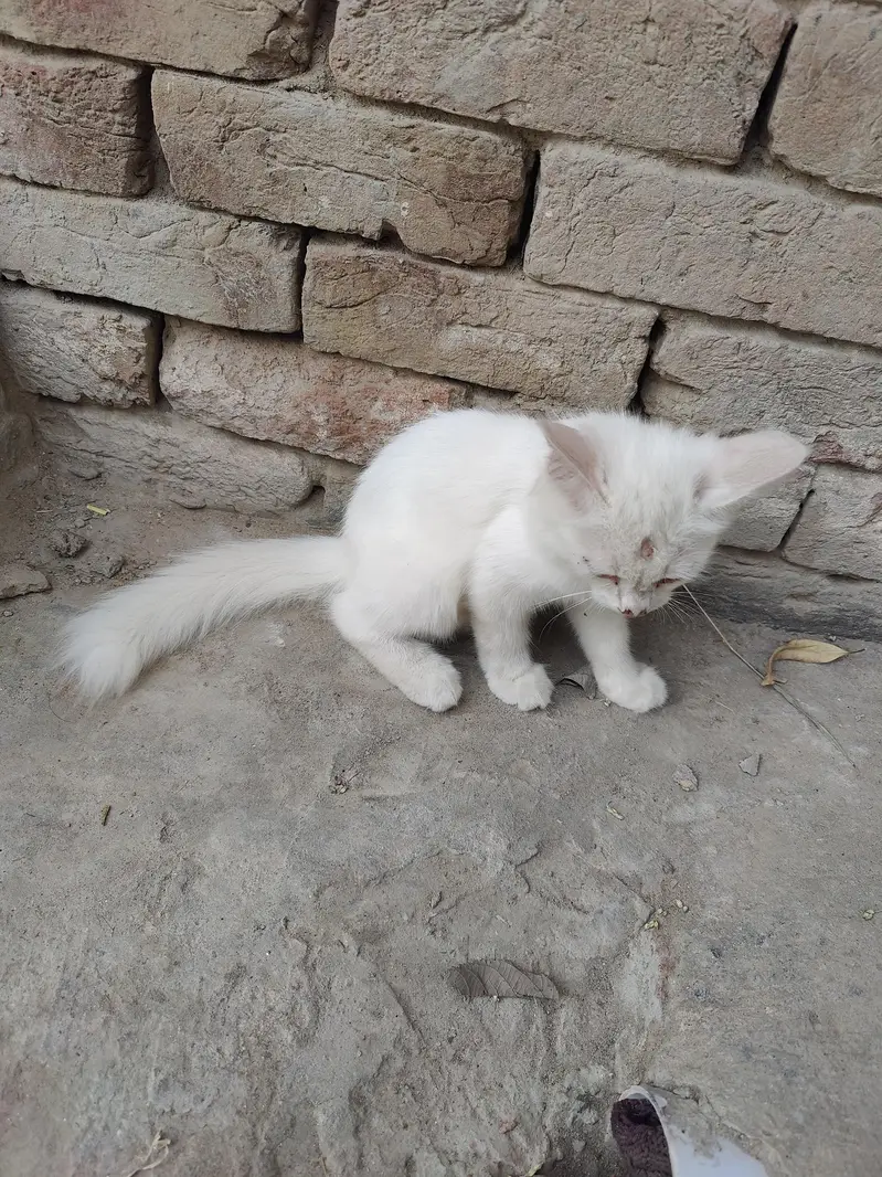 pure white colour Doll-Face Persian or Persian-Turkish Angora cross — photo 3